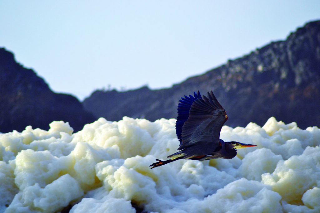 blue heron flies along the foamy beach