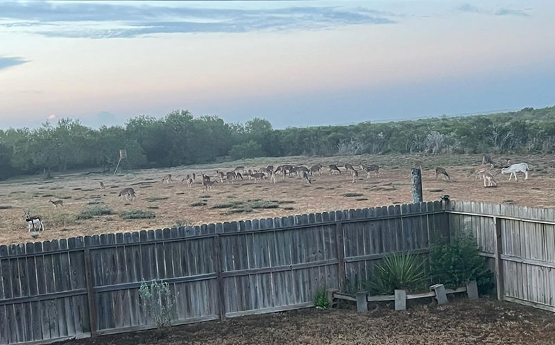 Photo of animals grazing outside of a fence on a ranch in Texas.