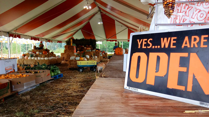 Henley's Workamper pumpkin sales lot