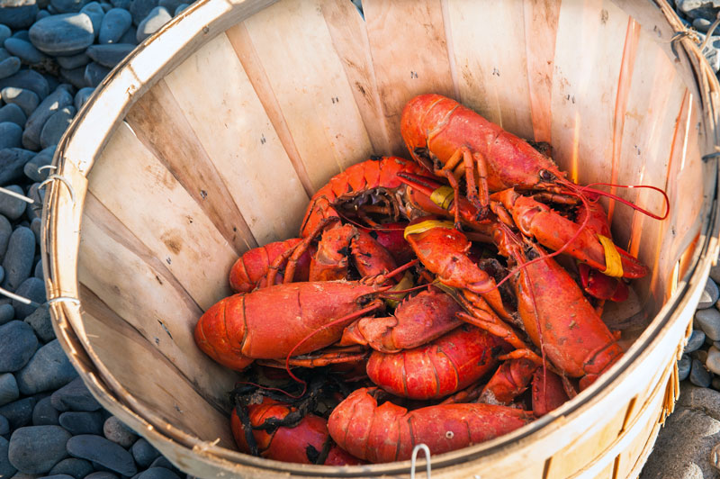 Fresh lobsters in a wooden basket